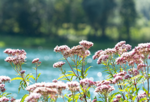 valerian herb with flowers next to water