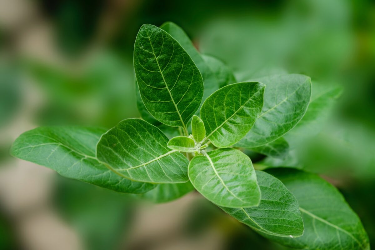 Ashwagandha is an ancient medicinal herb with multiple health benefits.