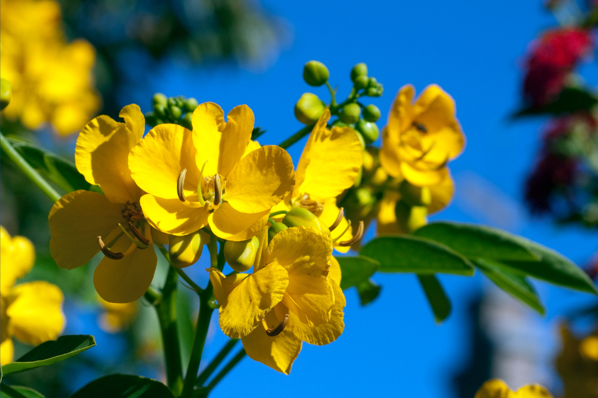 senna herb with yellow flowers