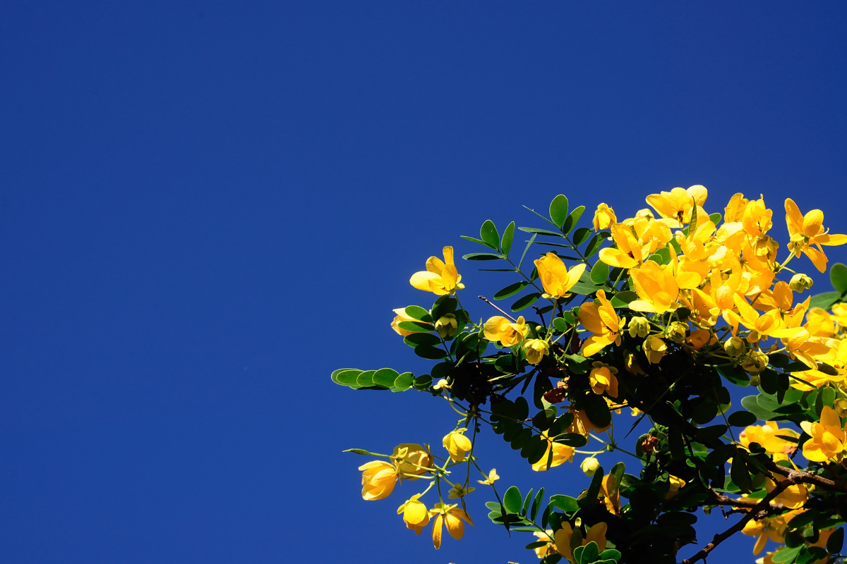 φύλλα Αλεξανδρείας με κίτρινα λουλούδια και φόντο μπλε ουρανό
