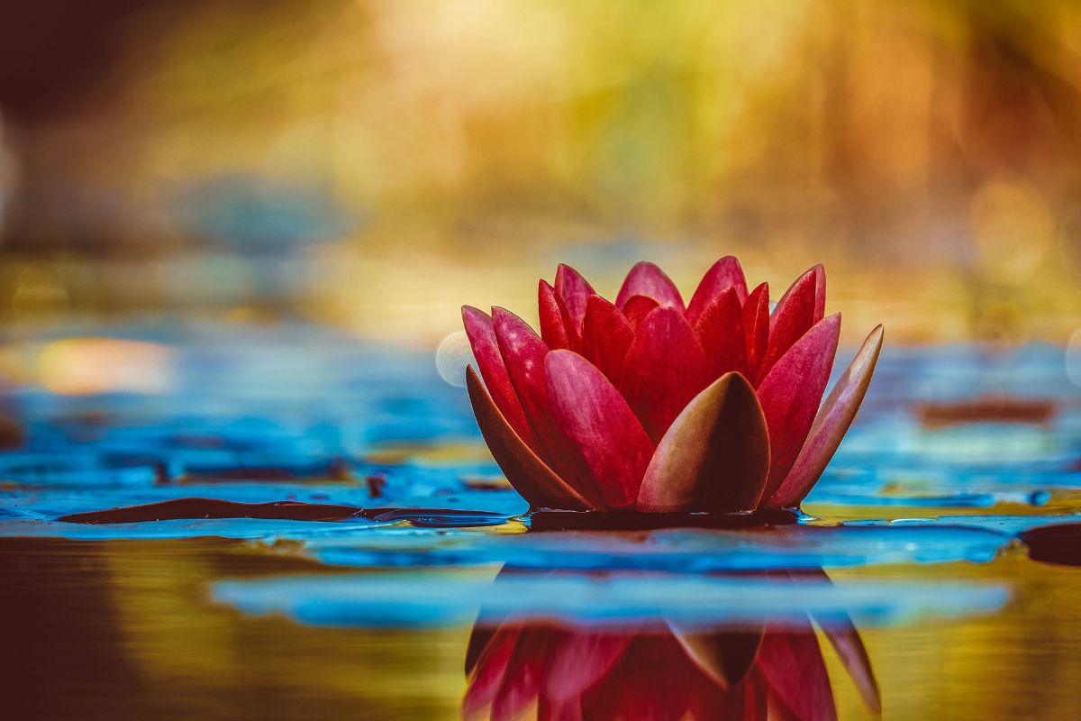 red lotus flower in a lake