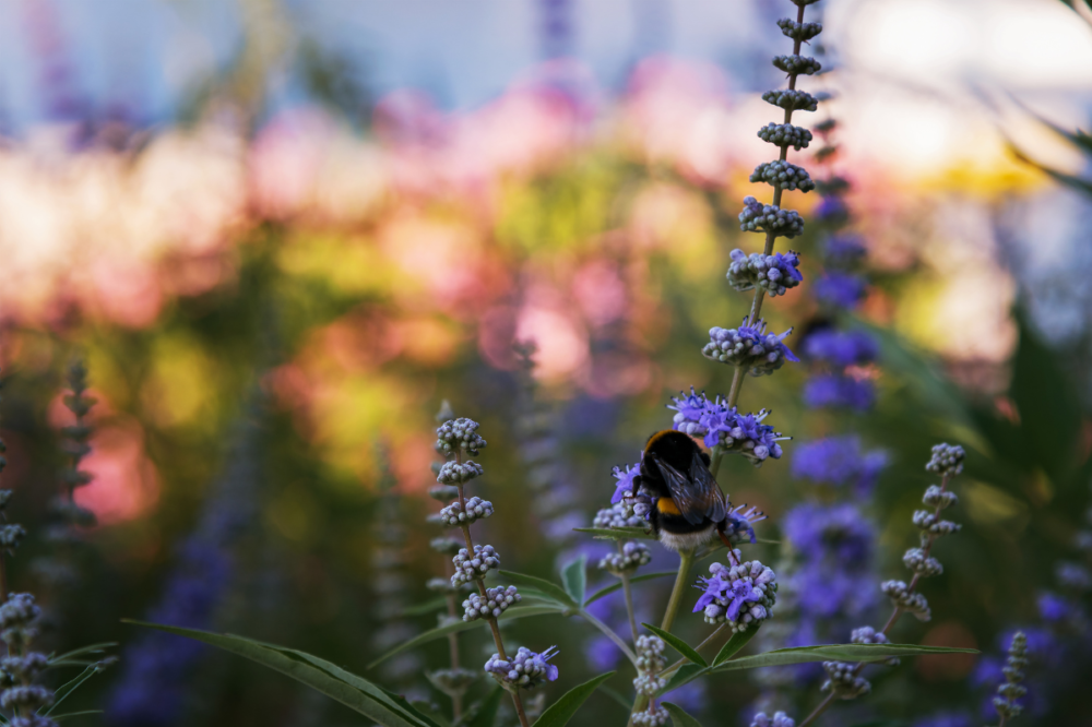 μωβ λουλούδι λυγαριάς με μέλισσα πάνω