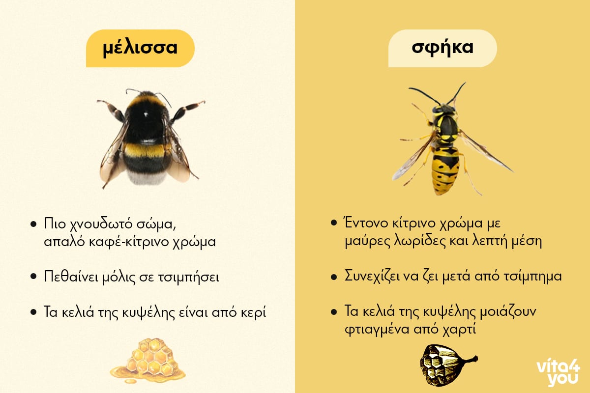 infographic με τις διαφορές ανάμεσα σε μέλισσα και σφήκα
