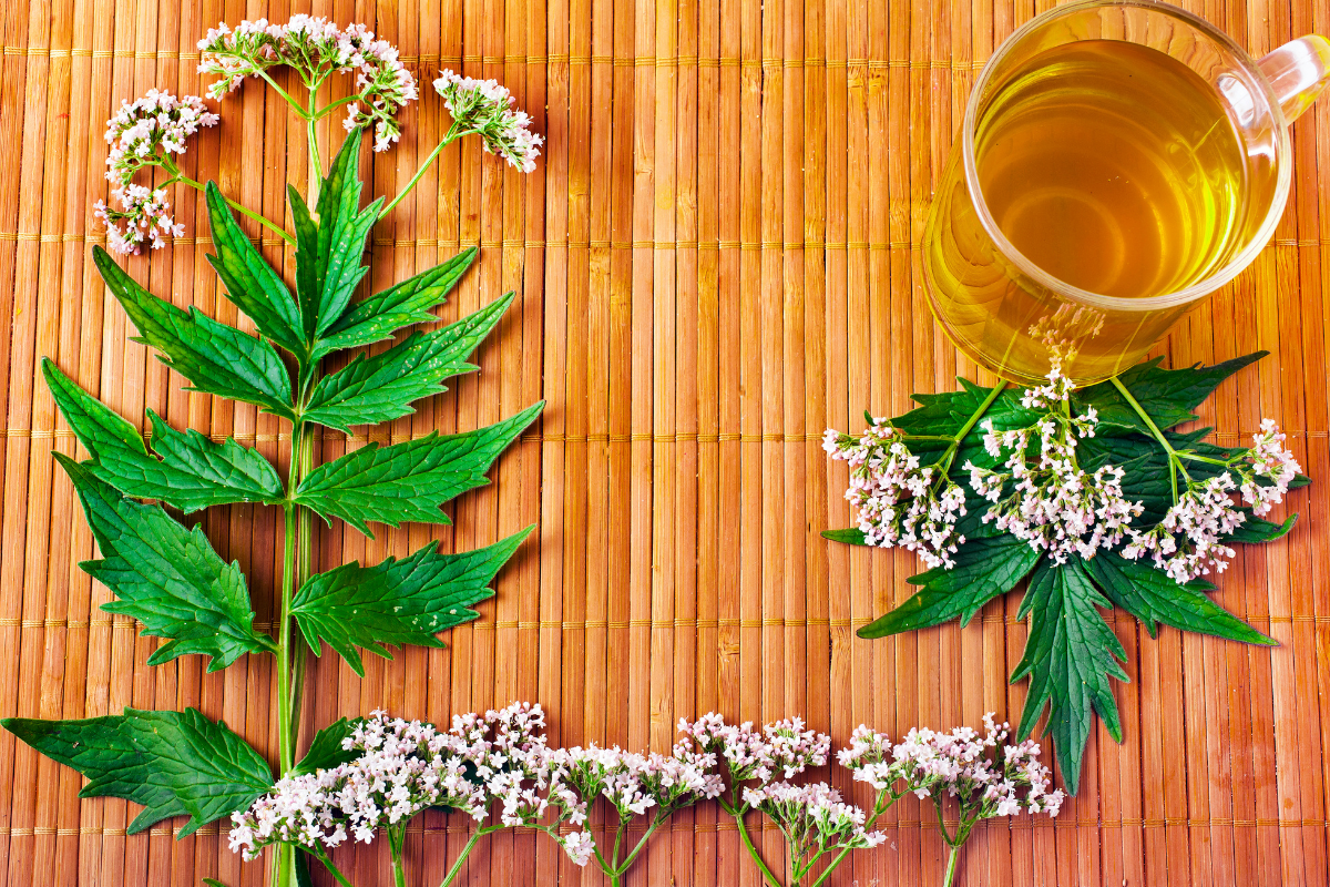 τσάι βαλεριάνας δίπλα σε φύλλα & άνθη του βοτάνου